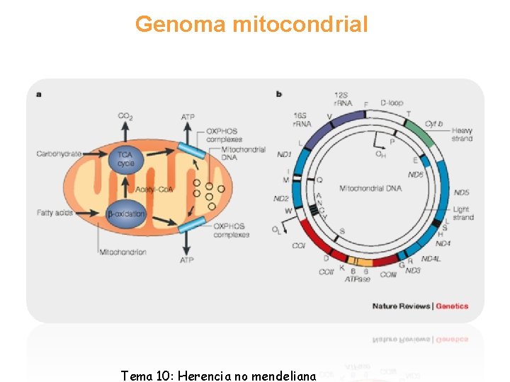 Genoma mitocondrial Tema 10: Herencia no mendeliana 