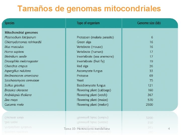 Tamaños de genomas mitocondriales Tema 10: Herencia no mendeliana 4 