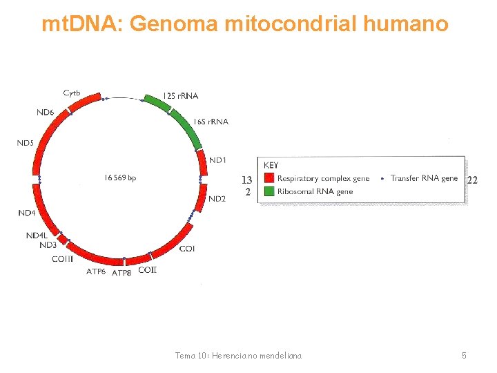 mt. DNA: Genoma mitocondrial humano 13 2 Tema 10: Herencia no mendeliana 22 5
