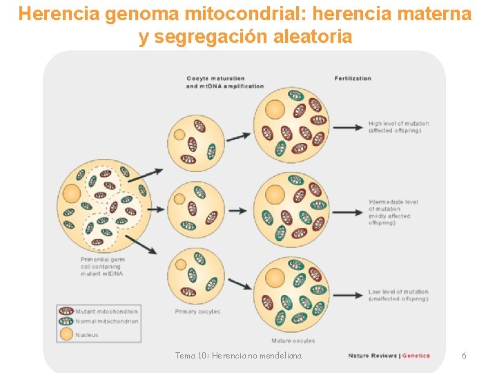 Herencia genoma mitocondrial: herencia materna y segregación aleatoria Tema 10: Herencia no mendeliana 6