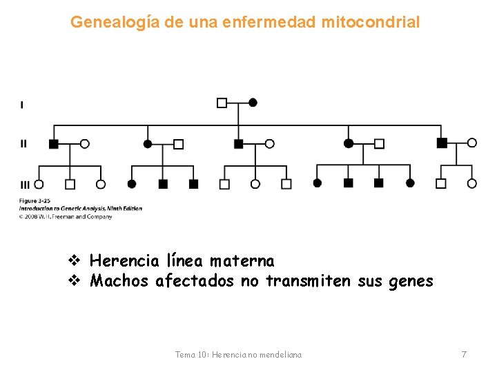 Genealogía de una enfermedad mitocondrial v Herencia línea materna v Machos afectados no transmiten