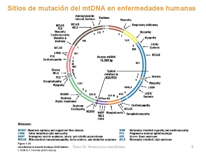 Sitios de mutación del mt. DNA en enfermedades humanas Tema 10: Herencia no mendeliana