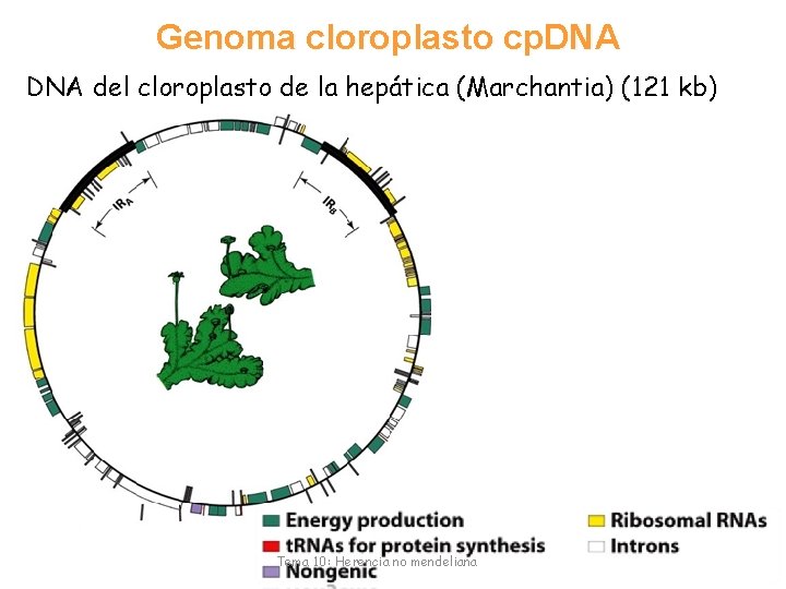 Genoma cloroplasto cp. DNA del cloroplasto de la hepática (Marchantia) (121 kb) Tema 10: