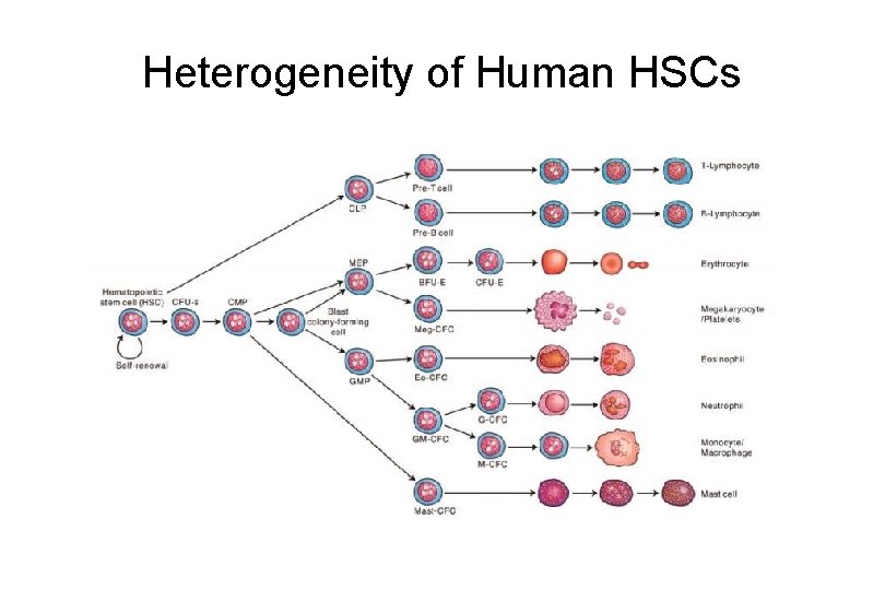 Heterogeneity of Human HSCs 