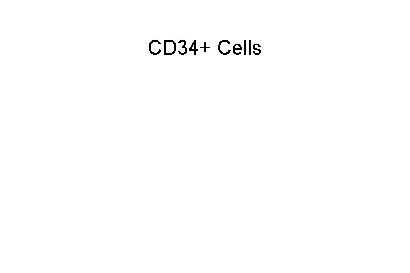 CD 34+ Cells 