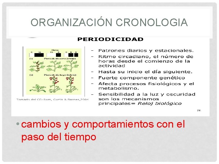 ORGANIZACIÓN CRONOLOGIA • cambios y comportamientos con el paso del tiempo 