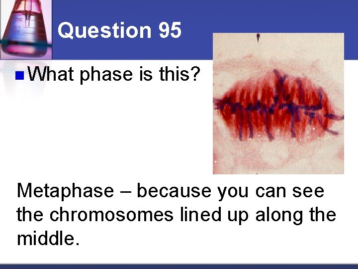 Question 95 n What phase is this? Metaphase – because you can see the
