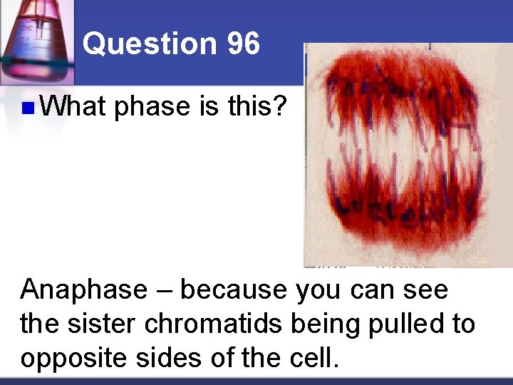 Question 96 n What phase is this? Anaphase – because you can see the