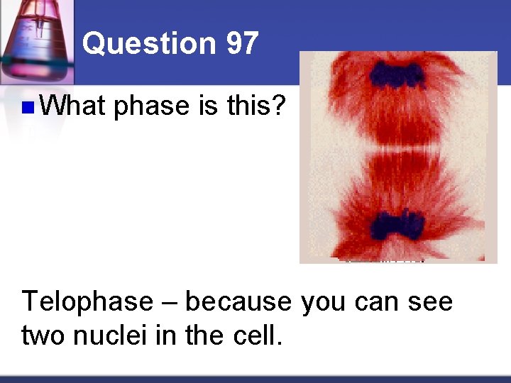 Question 97 n What phase is this? Telophase – because you can see two