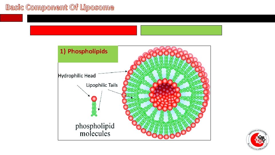 Basic Component Of Liposome 1) Phospholipids 