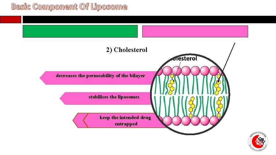 Basic Component Of Liposome 2) Cholesterol decreases the permeability of the bilayer stabilises the