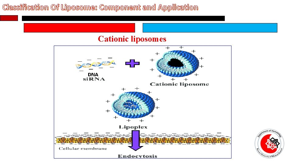 Classification Of Liposome: Component and Application Cationic liposomes DNA 