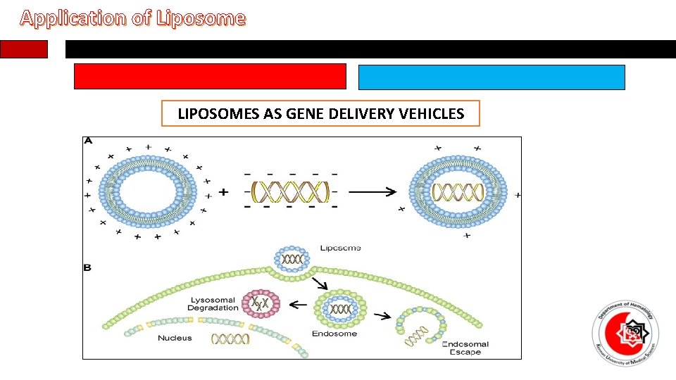 Application of Liposome LIPOSOMES AS GENE DELIVERY VEHICLES. Dispersing the lipid in aqueou media