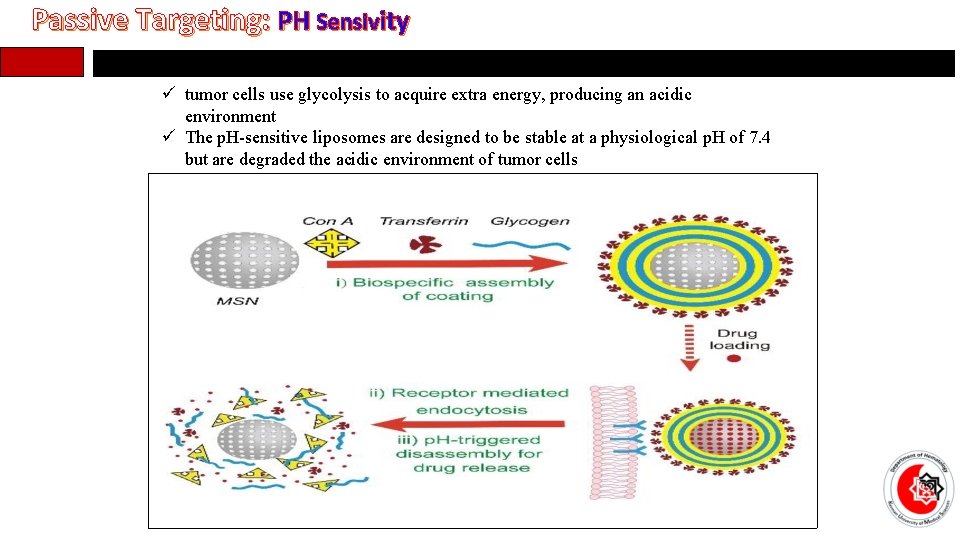 Passive Targeting: PH Sensivity ü tumor cells use glycolysis to acquire extra energy, producing
