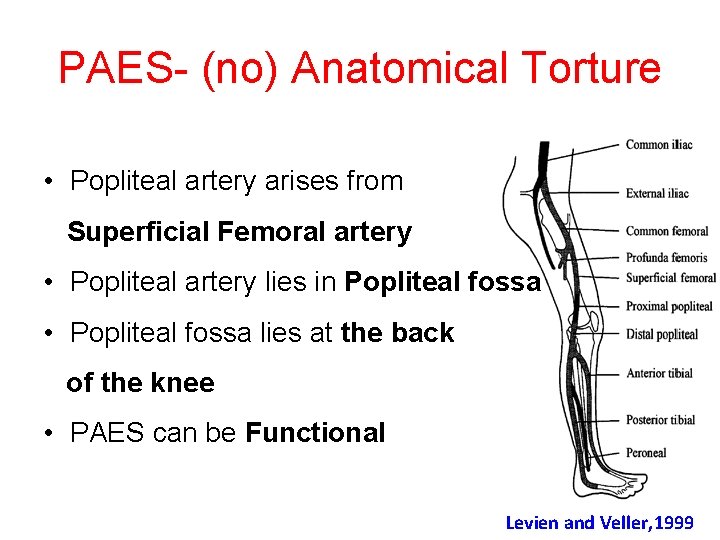 PAES- (no) Anatomical Torture • Popliteal artery arises from Superficial Femoral artery • Popliteal