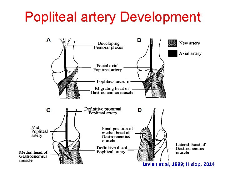 Popliteal artery Development Levien et al, 1999; Hislop, 2014 