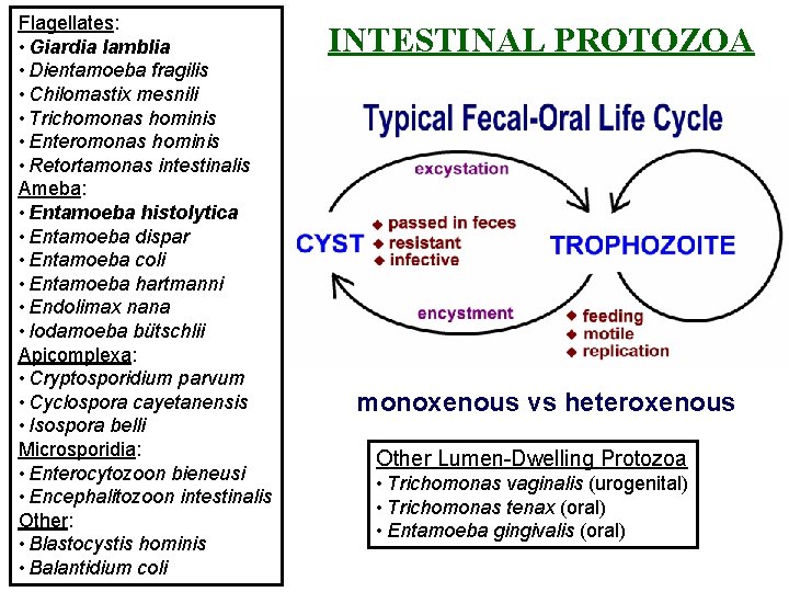 Flagellates: • Giardia lamblia • Dientamoeba fragilis • Chilomastix mesnili • Trichomonas hominis •