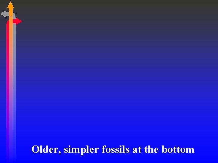 Older, simpler fossils at the bottom 