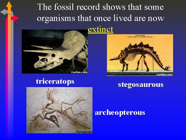 The fossil record shows that some organisms that once lived are now extinct triceratops