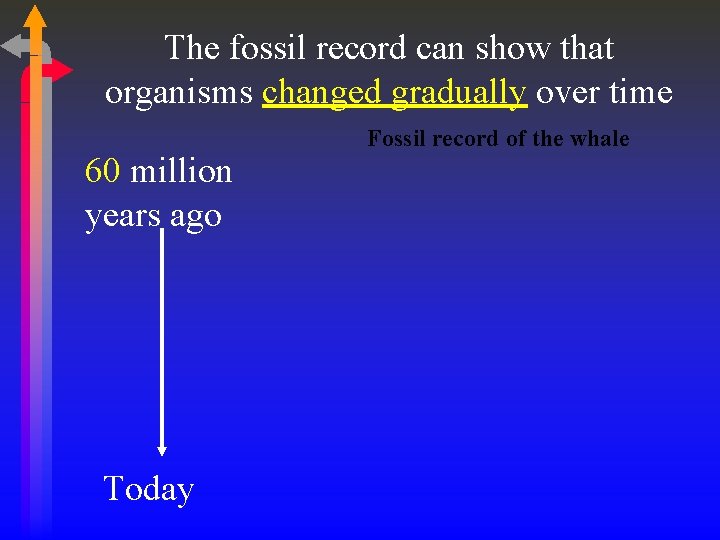 The fossil record can show that organisms changed gradually over time 60 million years
