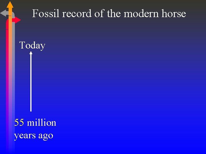 Fossil record of the modern horse Today 55 million years ago 