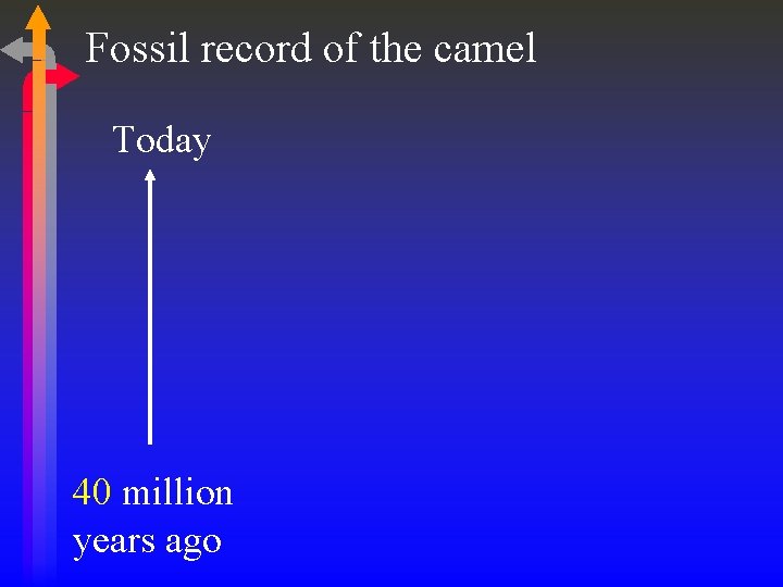 Fossil record of the camel Today 40 million years ago 