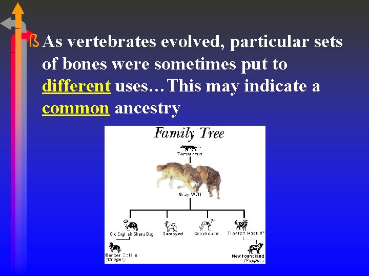 ß As vertebrates evolved, particular sets of bones were sometimes put to different uses…This
