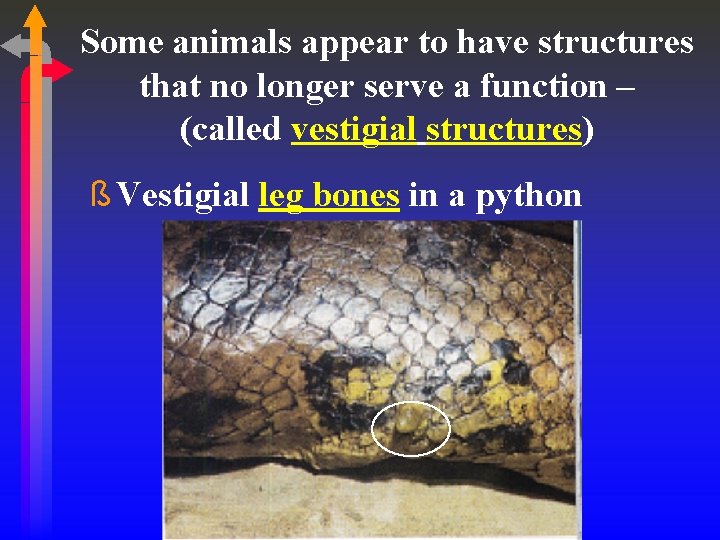 Some animals appear to have structures that no longer serve a function – (called