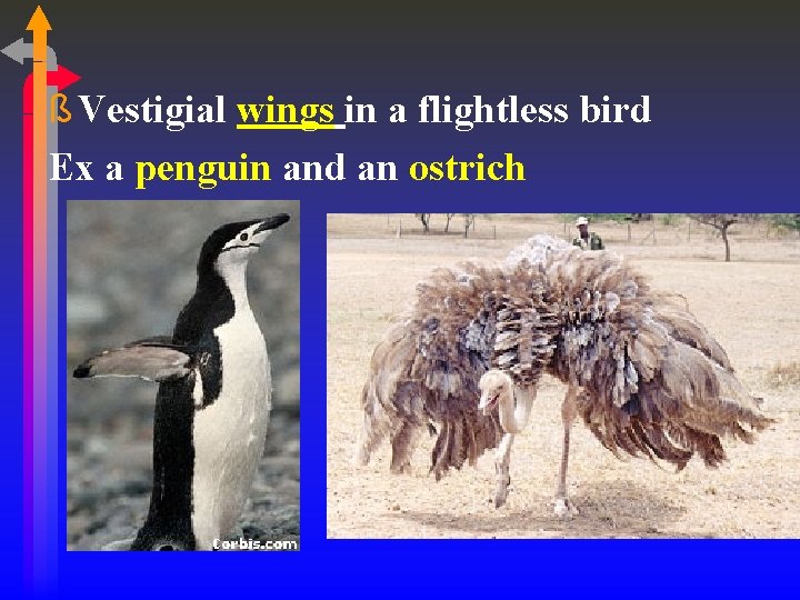 ß Vestigial wings in a flightless bird Ex a penguin and an ostrich 