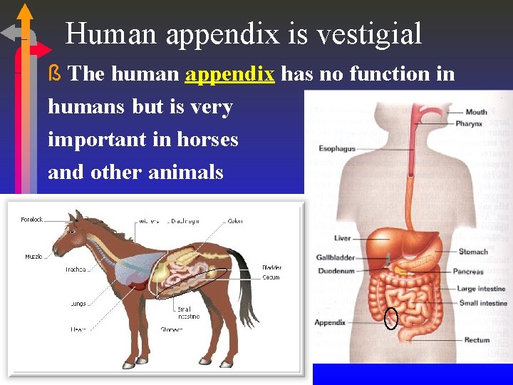 Human appendix is vestigial ß The human appendix has no function in humans but