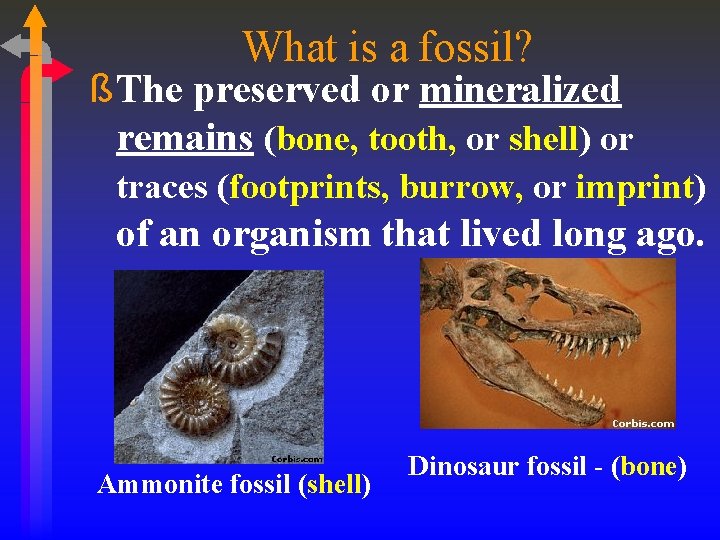 What is a fossil? ß The preserved or mineralized remains (bone, tooth, or shell)
