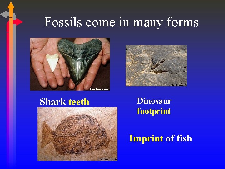 Fossils come in many forms Shark teeth Dinosaur footprint Imprint of fish 