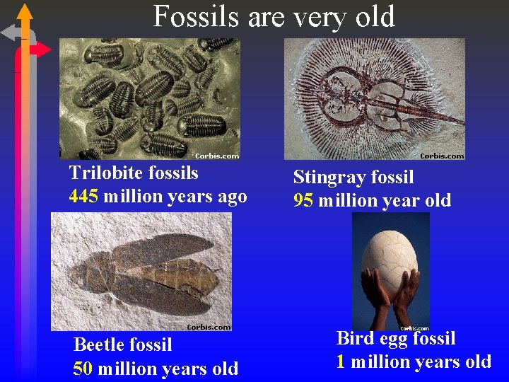 Fossils are very old Trilobite fossils 445 million years ago Beetle fossil 50 million