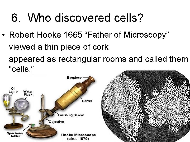 6. Who discovered cells? • Robert Hooke 1665 “Father of Microscopy” viewed a thin