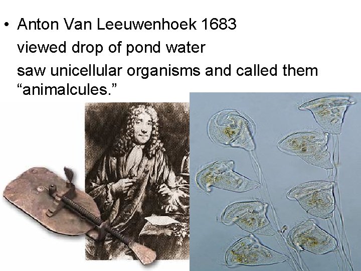  • Anton Van Leeuwenhoek 1683 viewed drop of pond water saw unicellular organisms