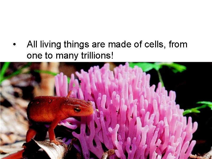  • All living things are made of cells, from one to many trillions!