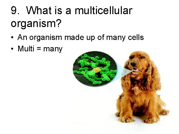 9. What is a multicellular organism? • An organism made up of many cells