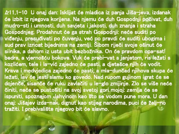 Iz 11, 1 -10 U onaj dan: Isklijat će mladica iz panja Jiša-jeva, izdanak