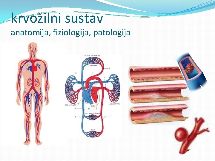 krvožilni sustav anatomija, fiziologija, patologija 