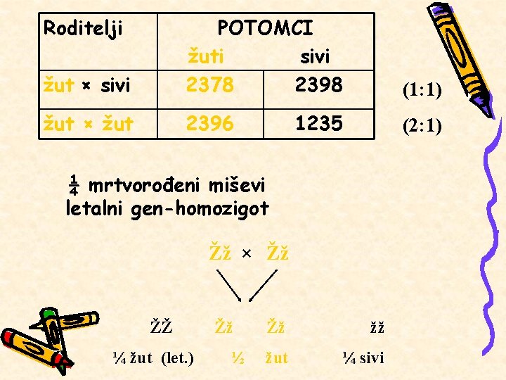 Roditelji žut × sivi POTOMCI žuti sivi 2378 2398 (1: 1) žut × žut