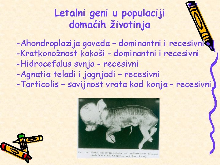 Letalni geni u populaciji domaćih životinja -Ahondroplazija goveda – dominantni i recesivni -Kratkonožnost kokoši
