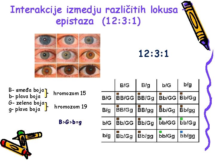 Interakcije izmedju različitih lokusa – epistaza (12: 3: 1) 12: 3: 1 B- smeđa