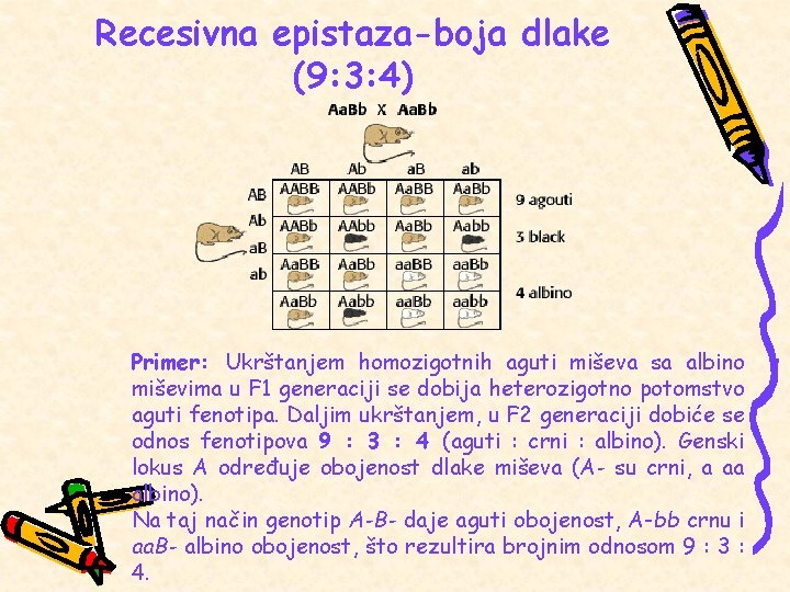 Recesivna epistaza-boja dlake (9: 3: 4) Primer: Ukrštanjem homozigotnih aguti miševa sa albino miševima