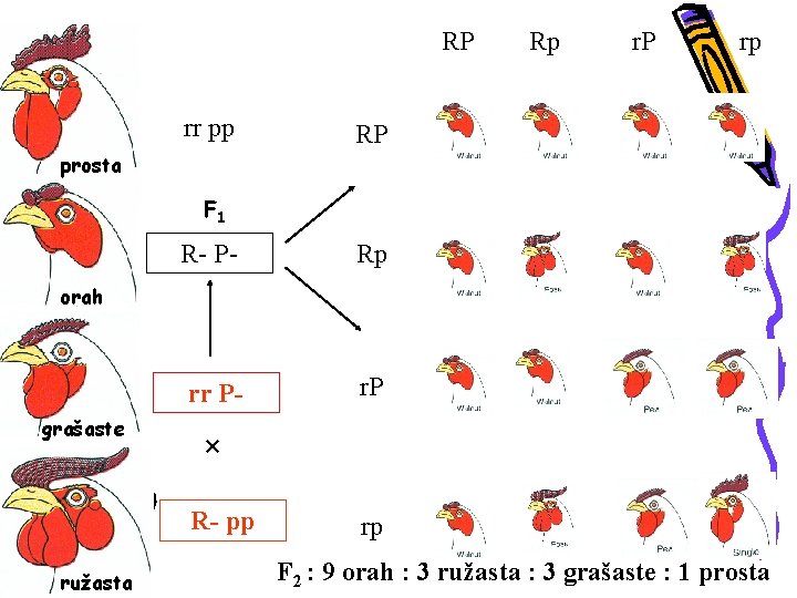 RP rr pp Rp r. P rp RP prosta F 1 R- P- Rp