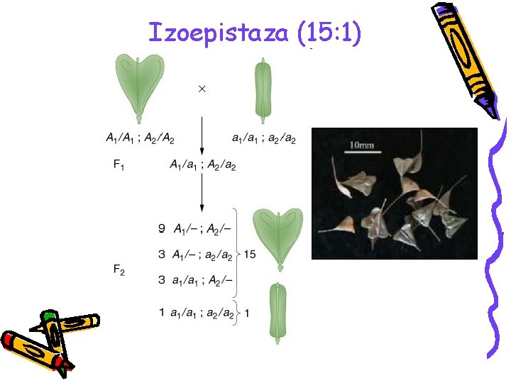 Izoepistaza (15: 1) 
