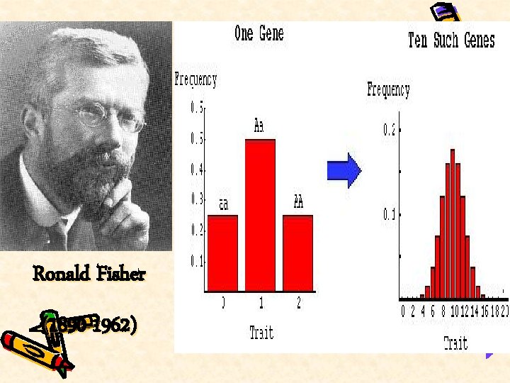 Ronald Fisher (1890 -1962) 