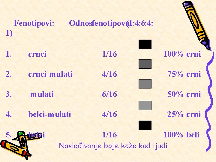  Fenotipovi: 1) O dnos fenotipova ( 1 : 4 : 6 : 4