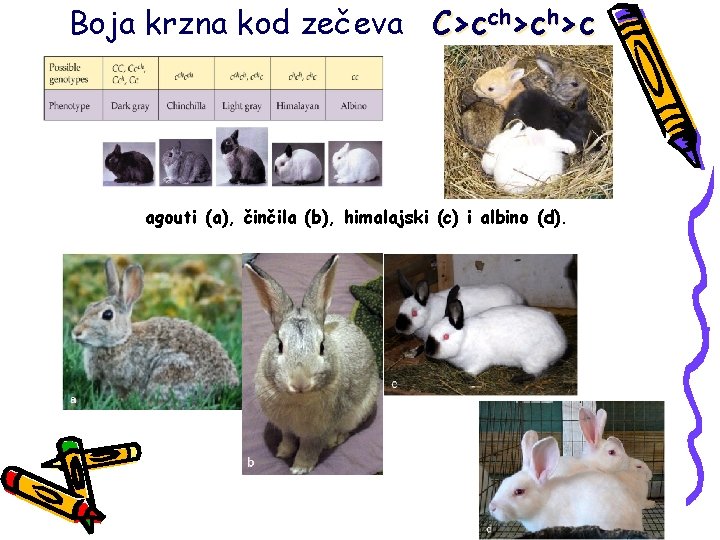 Boja krzna kod zečeva C>cch>ch>c agouti (a), činčila (b), himalajski (c) i albino (d).