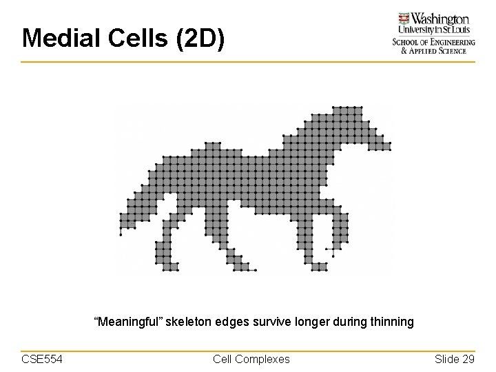 Medial Cells (2 D) “Meaningful” skeleton edges survive longer during thinning CSE 554 Cell