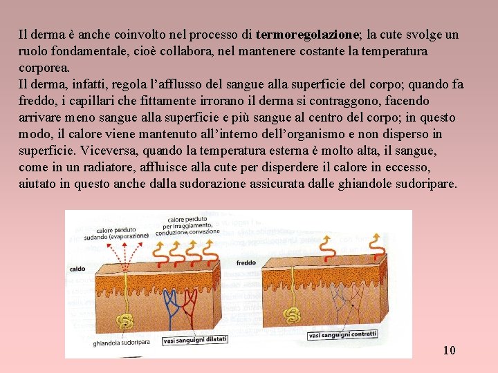 Il derma è anche coinvolto nel processo di termoregolazione; la cute svolge un ruolo